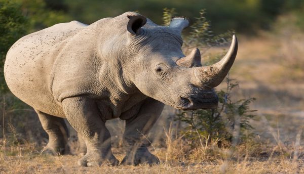 Connected Conservation expands to Kenya to protect local species
