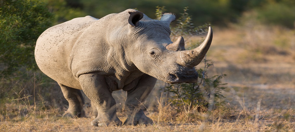 Connected Conservation expands to Kenya to protect local species