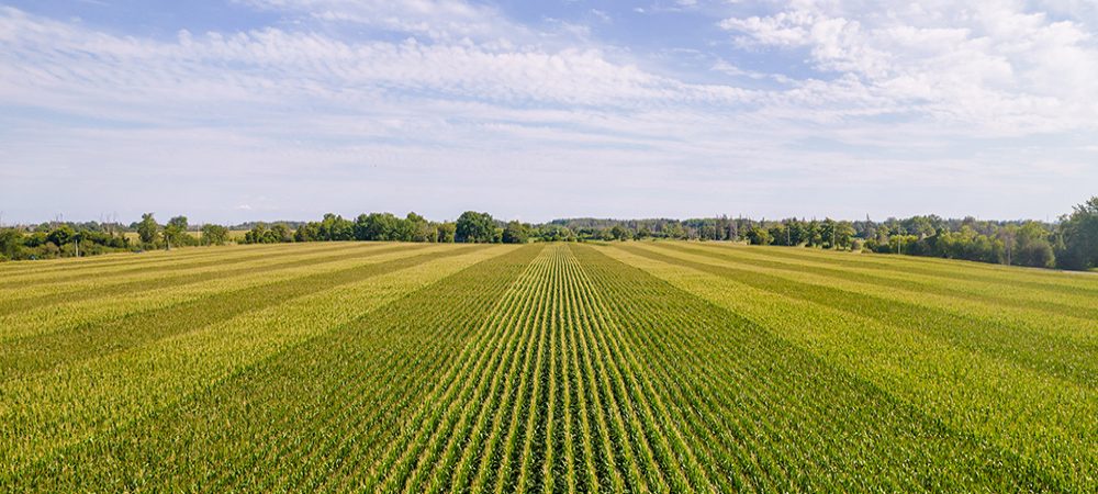 UK AgriTech secures £4 million to scale up eco-friendly insecticides