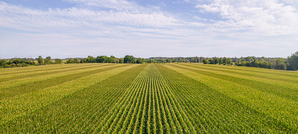 UK AgriTech secures £4 million to scale up eco-friendly insecticides