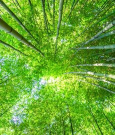 VIDEO: IT specialist partners with conservation charity to detect illegal cardamom cultivation