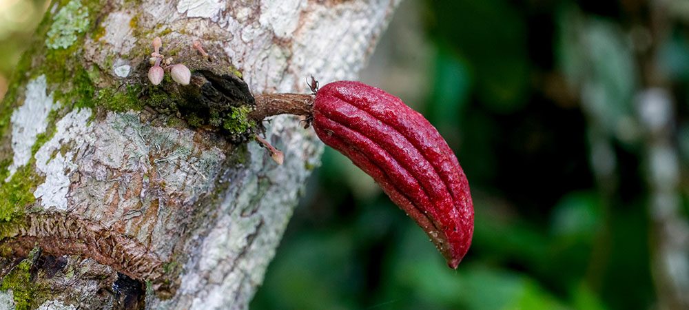 Launch of strategic partnership to support Digital Transformation in the sustainable cocoa sector
