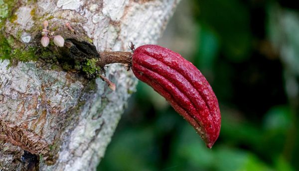 Launch of strategic partnership to support Digital Transformation in the sustainable cocoa sector