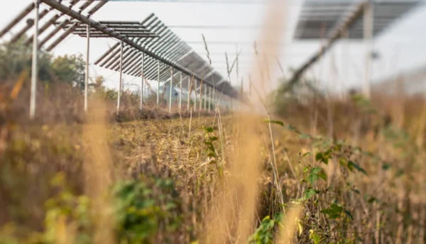 NextGen Nano announces plans for £300 million global agrivoltaics development programme