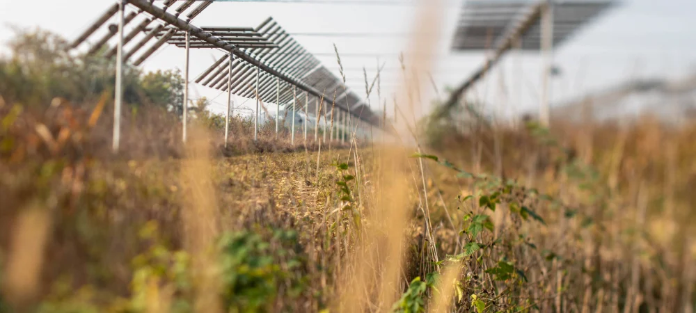 NextGen Nano announces plans for £300 million global agrivoltaics development programme